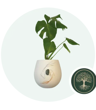 Verde Ceiba - apatita-azul