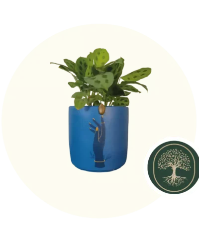 Verde Ceiba- jaspe-amarillo