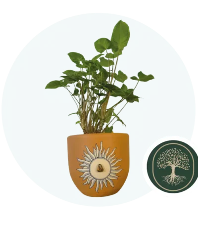 Verde Ceiba- ojo-de-tigre