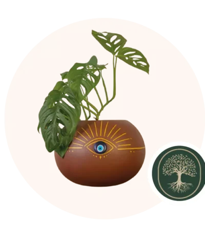 Verde Ceiba- ojo-turco